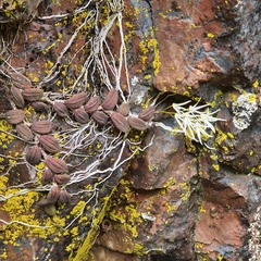 Dendrobium linguiforme