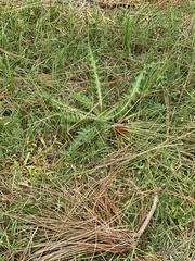 Cirsium horridulum