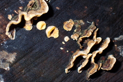 Stereum rugosum