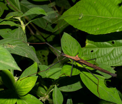 Pseudophasma bispinosum