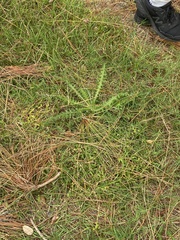 Cirsium horridulum