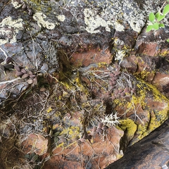 Dendrobium linguiforme