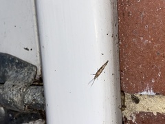 Plutella xylostella-australiana