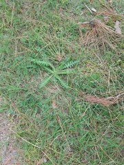 Cirsium horridulum