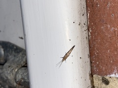 Plutella xylostella-australiana