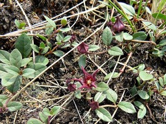 Ceropegia coddii image