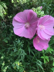Malva alcea