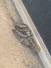 Phalaenoptilus nuttallii