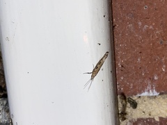 Plutella xylostella-australiana