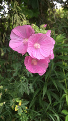 Malva alcea