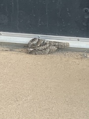 Phalaenoptilus nuttallii