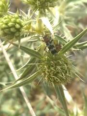 Chlorophorus trifasciatus