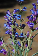 Penstemon speciosus