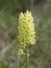 Tofieldia calyculata