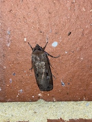 Agrotis infusa