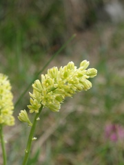 Tofieldia calyculata