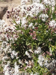 Aristeguietia salvia