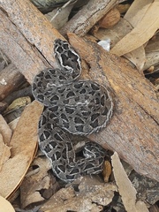 Bitis atropos