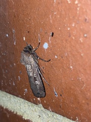 Agrotis infusa