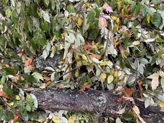 Scandosorbus intermedia