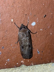 Agrotis infusa