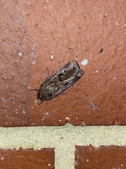Agrotis infusa