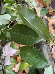 Scandosorbus intermedia