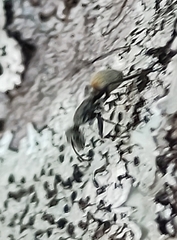 Camponotus arboreus