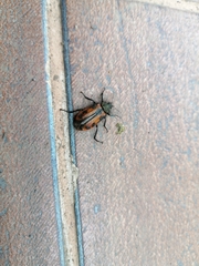 Astylus trifasciatus