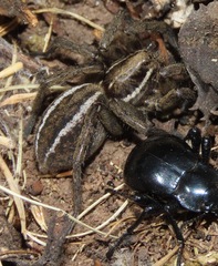 Diapontia songotal