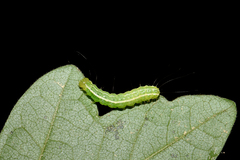 Craniophora ligustri