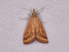 Microtheoris ophionalis