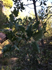 Quercus ithaburensis