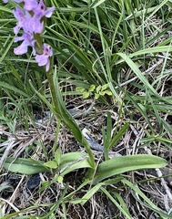 Dactylorhiza elata