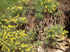 Genista holopetala