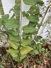 Morus rubra