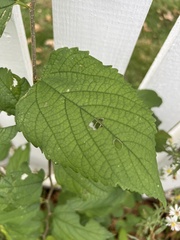 Morus rubra