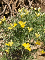 Genista holopetala