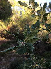 Quercus ithaburensis