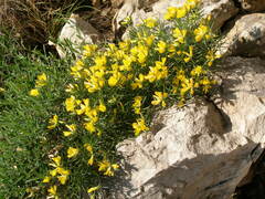 Genista holopetala