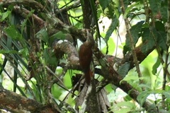 Dendroplex picus