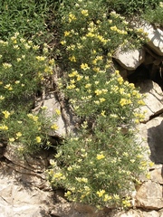 Genista holopetala