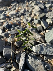 Vicia costata