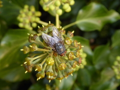 Calliphora