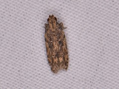 Hypatima