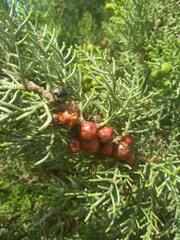 Juniperus phoenicea
