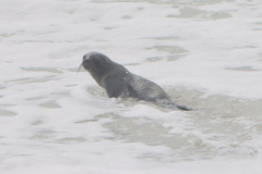 Arctocephalus pusillus pusillus