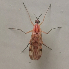 Sylvicola