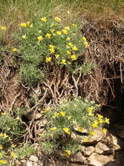 Genista holopetala