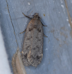 Anacampsis innocuella